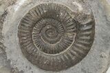 Ammonite (Dactylioceras) Fossil - England #211636-1